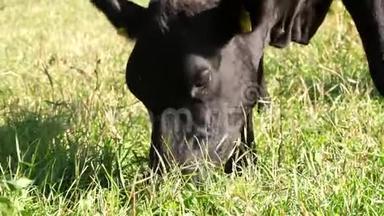 近，在草地上，在农场上，大黑系，种牛或公牛正在放牧，吃草。 夏日。 为了牛